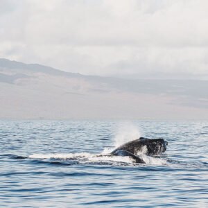 EL NUEVO ORDEN MUNDIAL SE EMPIEZA A MOVER RAPIDAMENTE